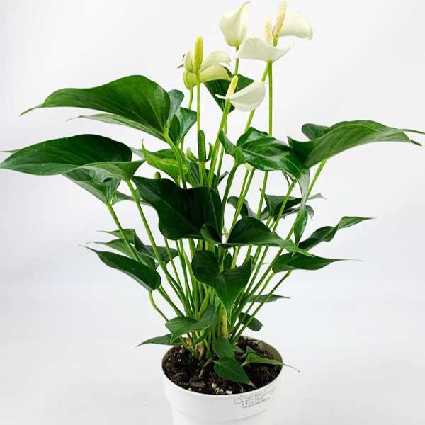 "Anthurium White Champion - pristine white blooms against vibrant green leaves - premium exotic plant for corporate environments - 