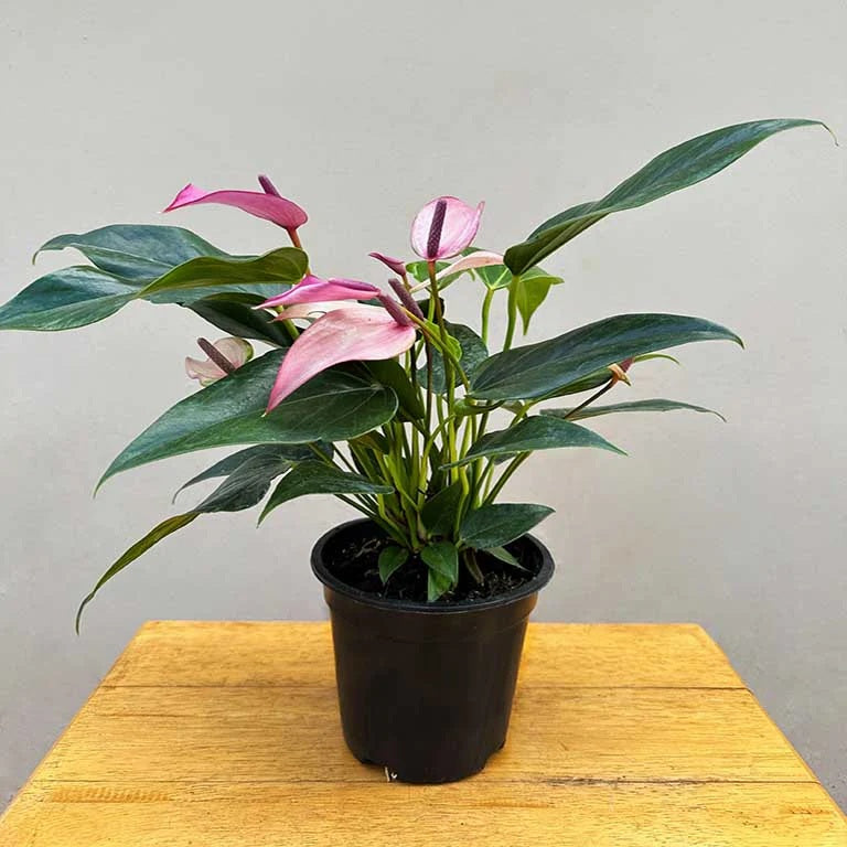 "Anthurium Zizou - exotic blooms with vibrant colors against lush green foliage - premium quality plant for corporate environments -