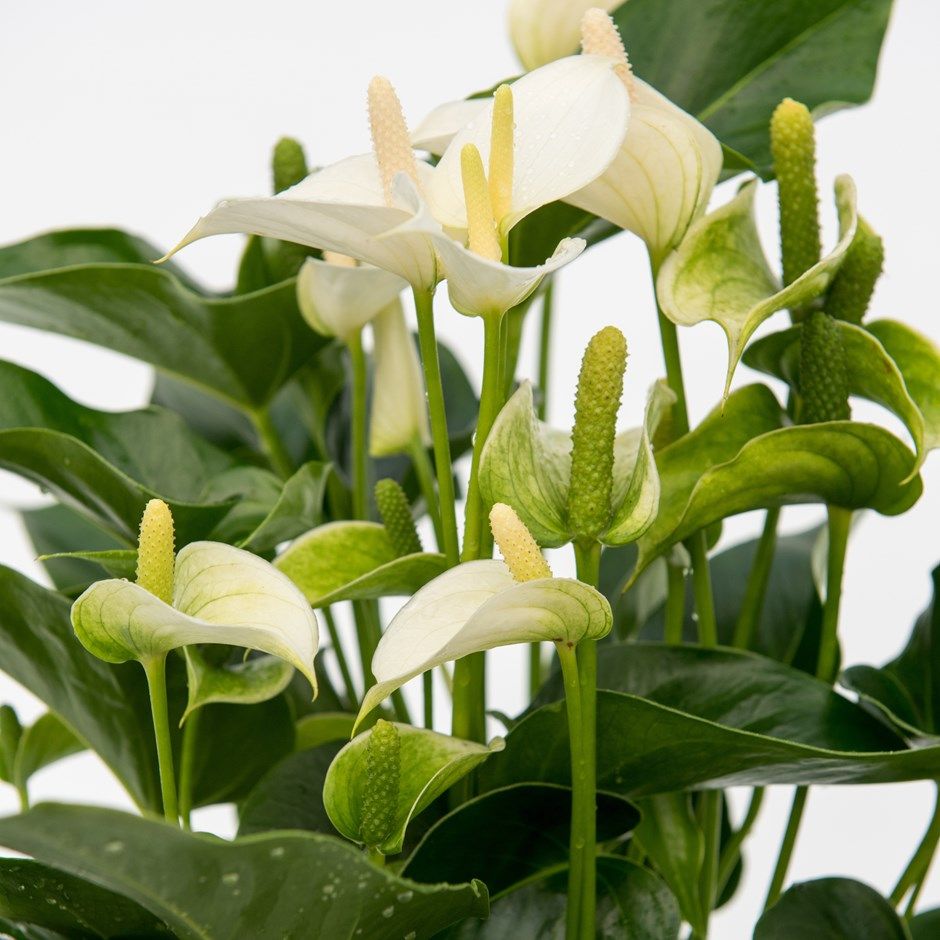  "Anthurium White Champion - pristine white blooms against lush green leaves - premium quality plant for corporate environments 