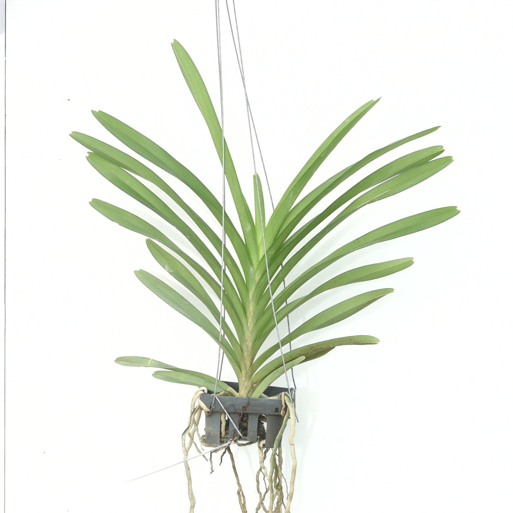 Ascocenda Princess Mikasa Blue orchid plant with strap leaves and aerial roots growing in hanging basket setup, compact Vanda orchid suitable for Indian climate balcony garden and indoor growing