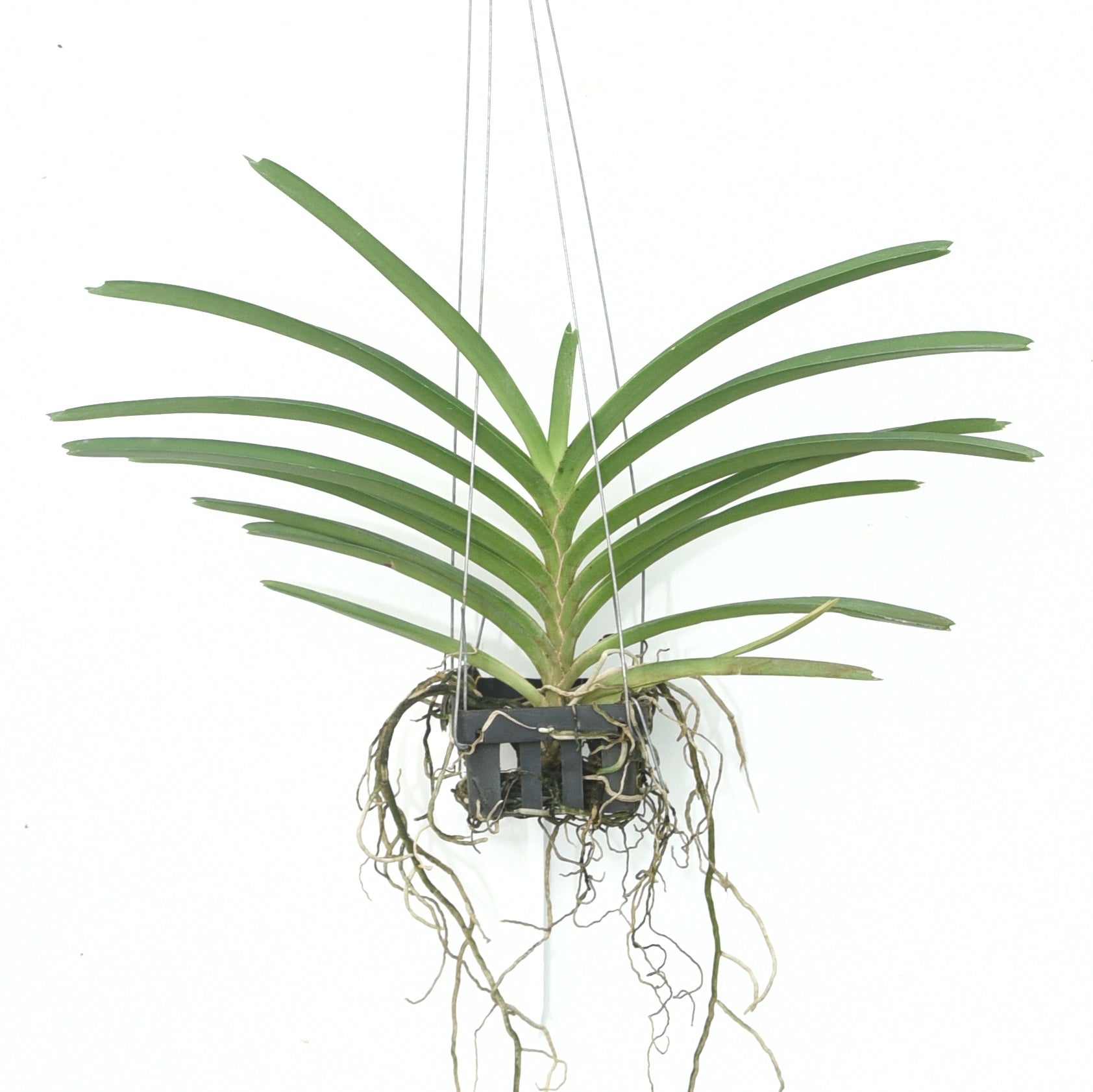 Ascocentrum Miniatum x Princess Mikasa Blue orchid plant with narrow green leaves and aerial roots growing in open hanging setup, compact Vanda type orchid for Indian climate balcony garden and collectors