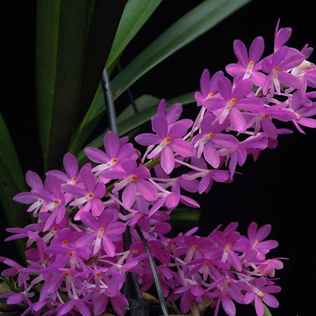 Ascocentrum ampullaceum x christensonianum orchid in full bloom