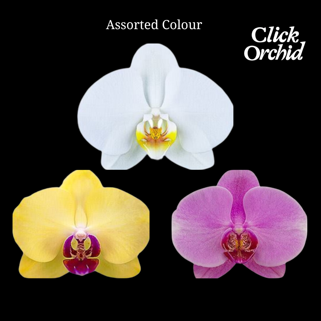 Beginner's Kit Phalaenopsis Assorted Colors