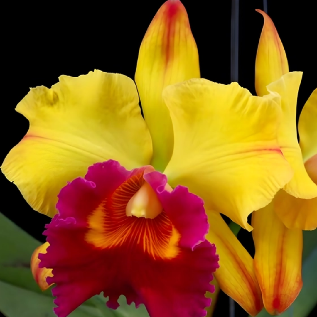 Cattleya Atadecer Pamorena Thongsuk