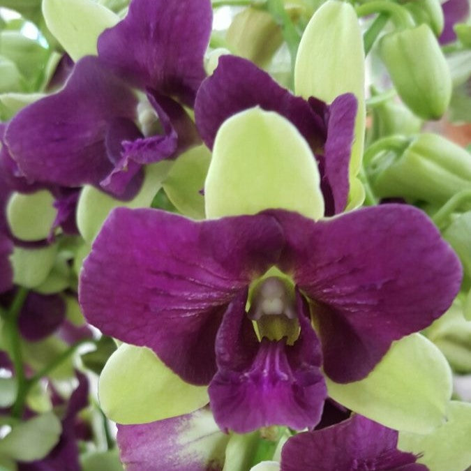 Dendrobium Areedang 3 lips