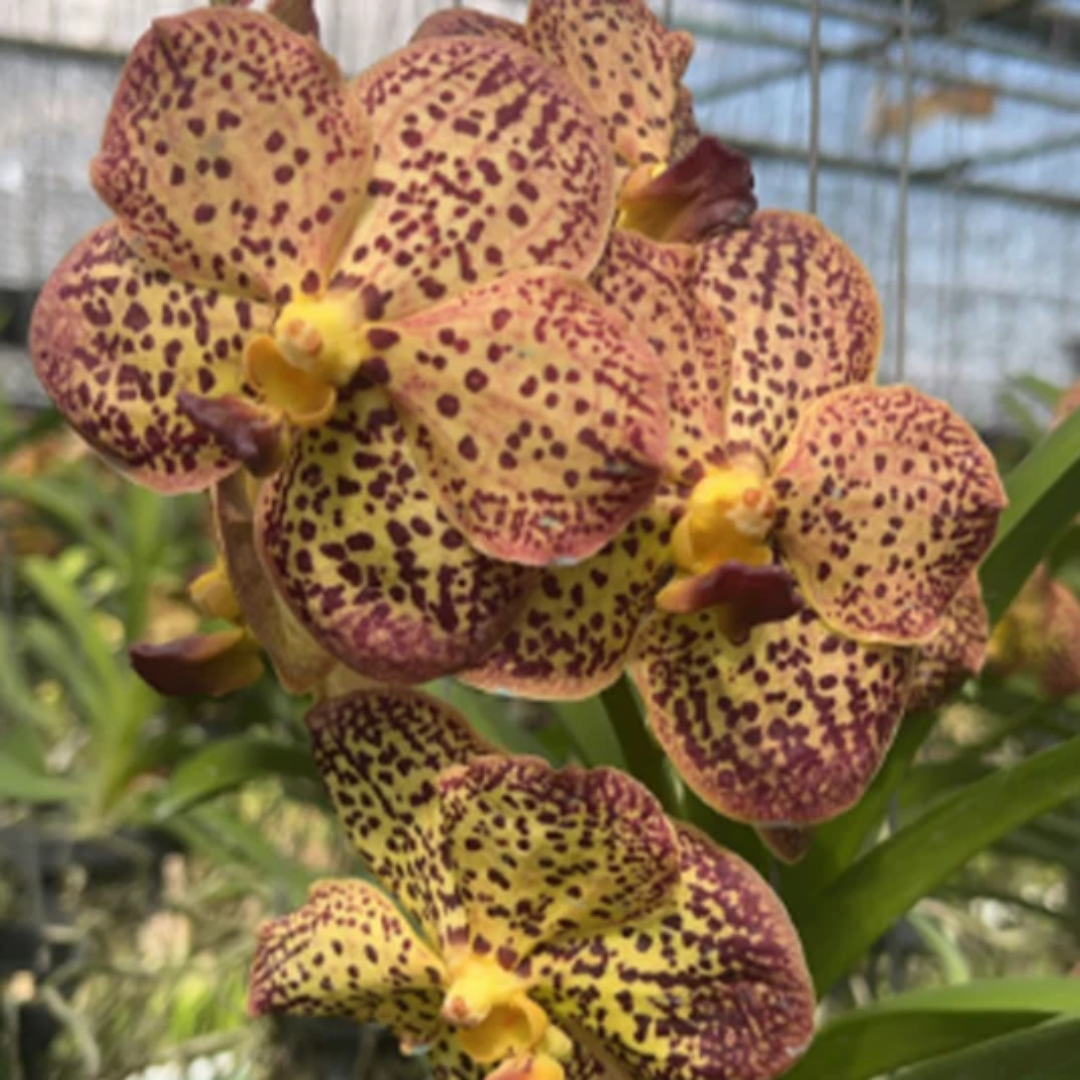 Vanda Chaopraya x Kulvadee