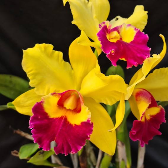 Blc. Chunyeah 'Tzeng Wen' orchid flower with large colourful blooms, ruffled petals, and elegant Cattleya form.