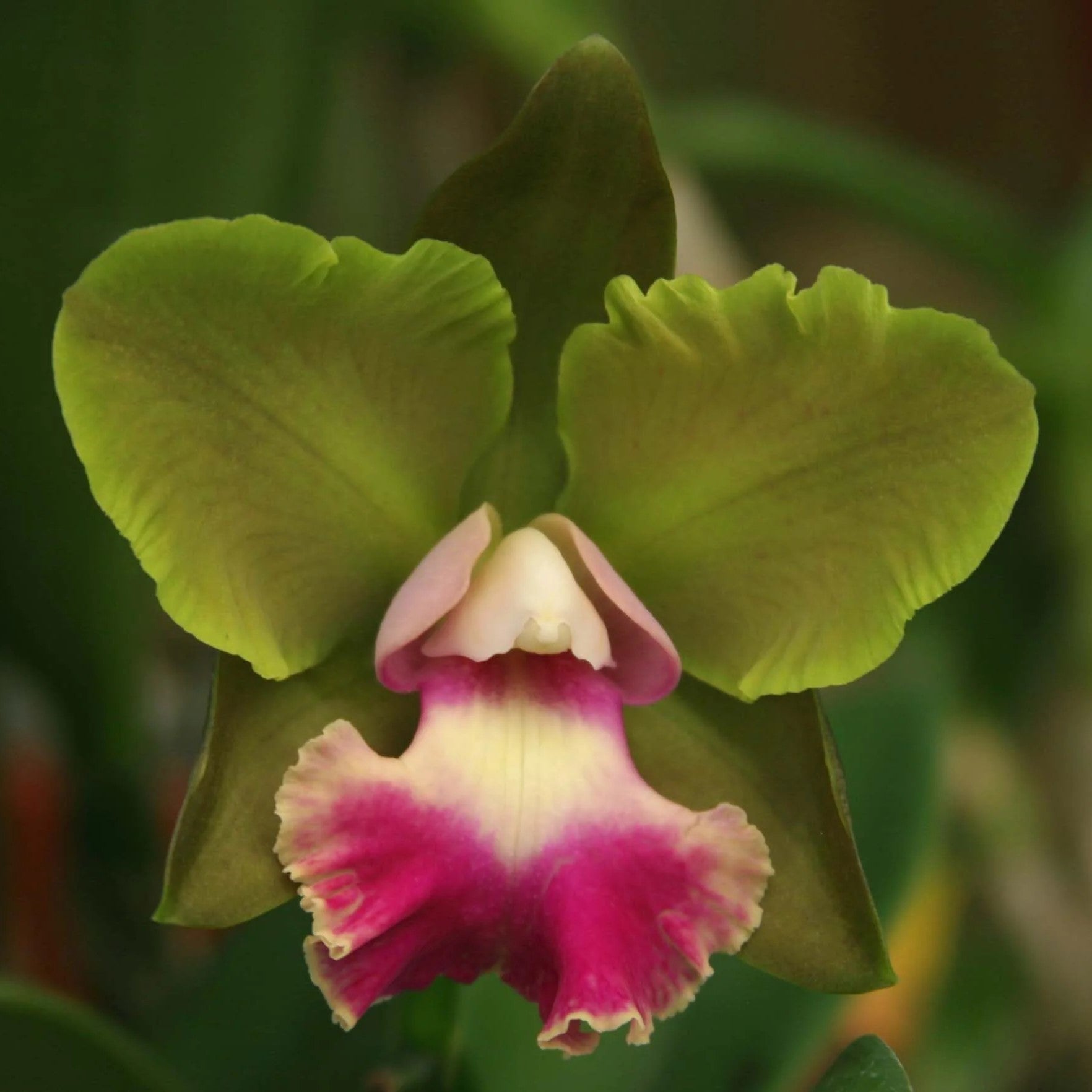 Brassolaeliocattleya Crowfield "Mendenhal"