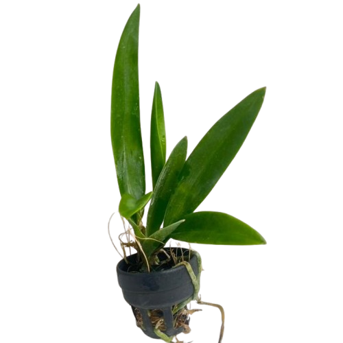 Blc Ports of Paradise orchid plant with healthy  green leaves, growing in pot, healthy Cattleya hybrid suitable for Indian climate, beginner friendly indoor orchid plant for home decor and balcony garden