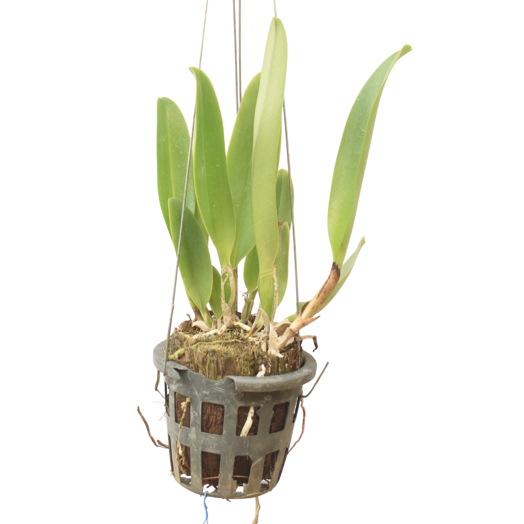 Blc. Toshie Aoki Pizza orchid plant with green leaves and growing in pot, healthy Cattleya orchid plant for Indian and tropical climate, easy orchid plant for beginners for indoor plant decor and balcony garden