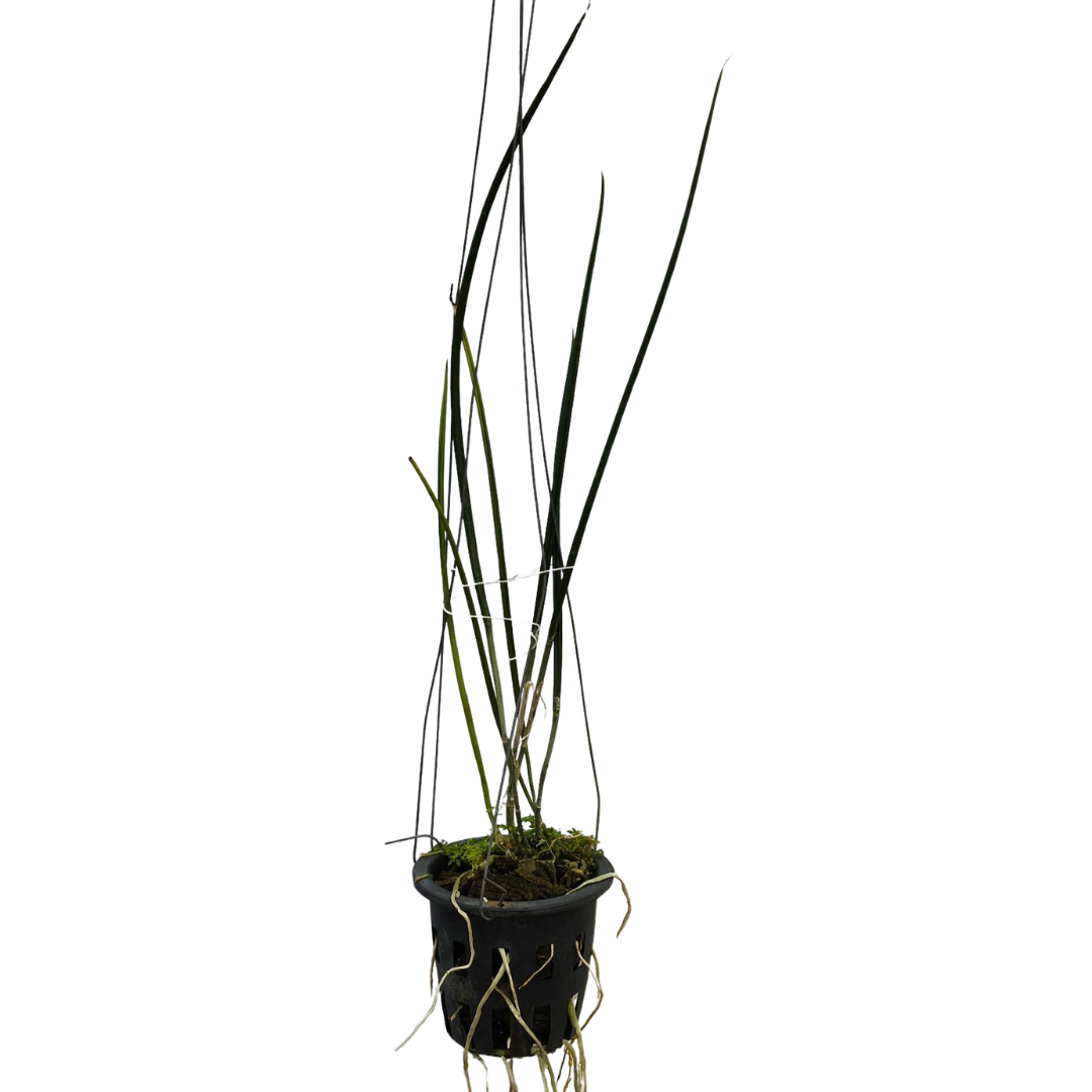 Healthy Brassavola Cucullata orchid plant with slender cylindrical leaves, mounted epiphytic growth habit, aerial roots, and exotic tropical species orchid appearance suitable for hanging orchid displays, rare orchid collections, botanical orchid setups, and premium orchid enthusiasts in India. Rare fragrant Brassavola species with artistic long petaled flowers and vigorous tropical growth.