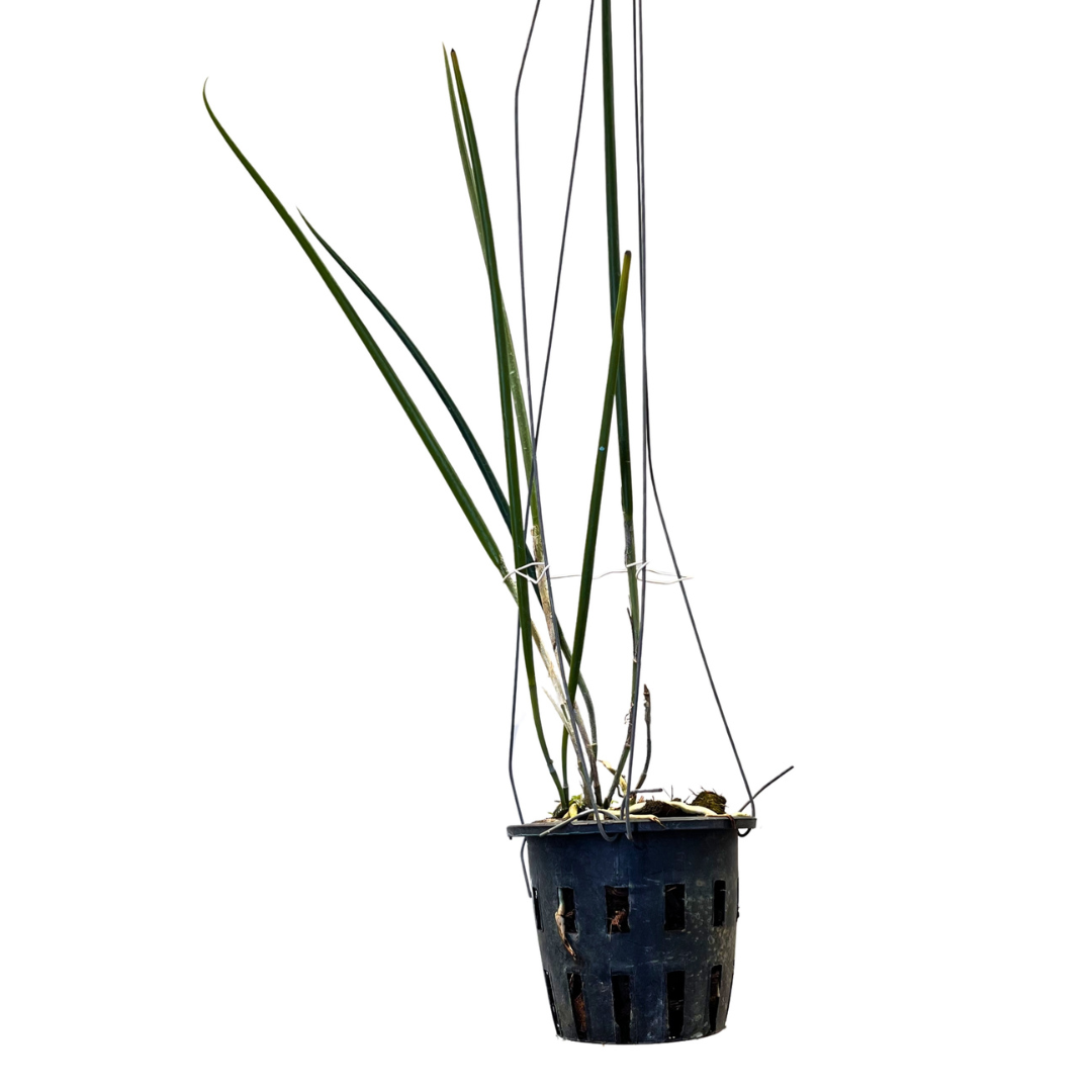 Healthy Brassavola Cucullata orchid plant with slender cylindrical leaves, mounted epiphytic growth habit, aerial roots, and exotic tropical species orchid appearance suitable for hanging orchid displays, rare orchid collections, botanical orchid setups, and premium orchid enthusiasts in India. Rare fragrant Brassavola species with artistic long petaled flowers and vigorous tropical growth.
