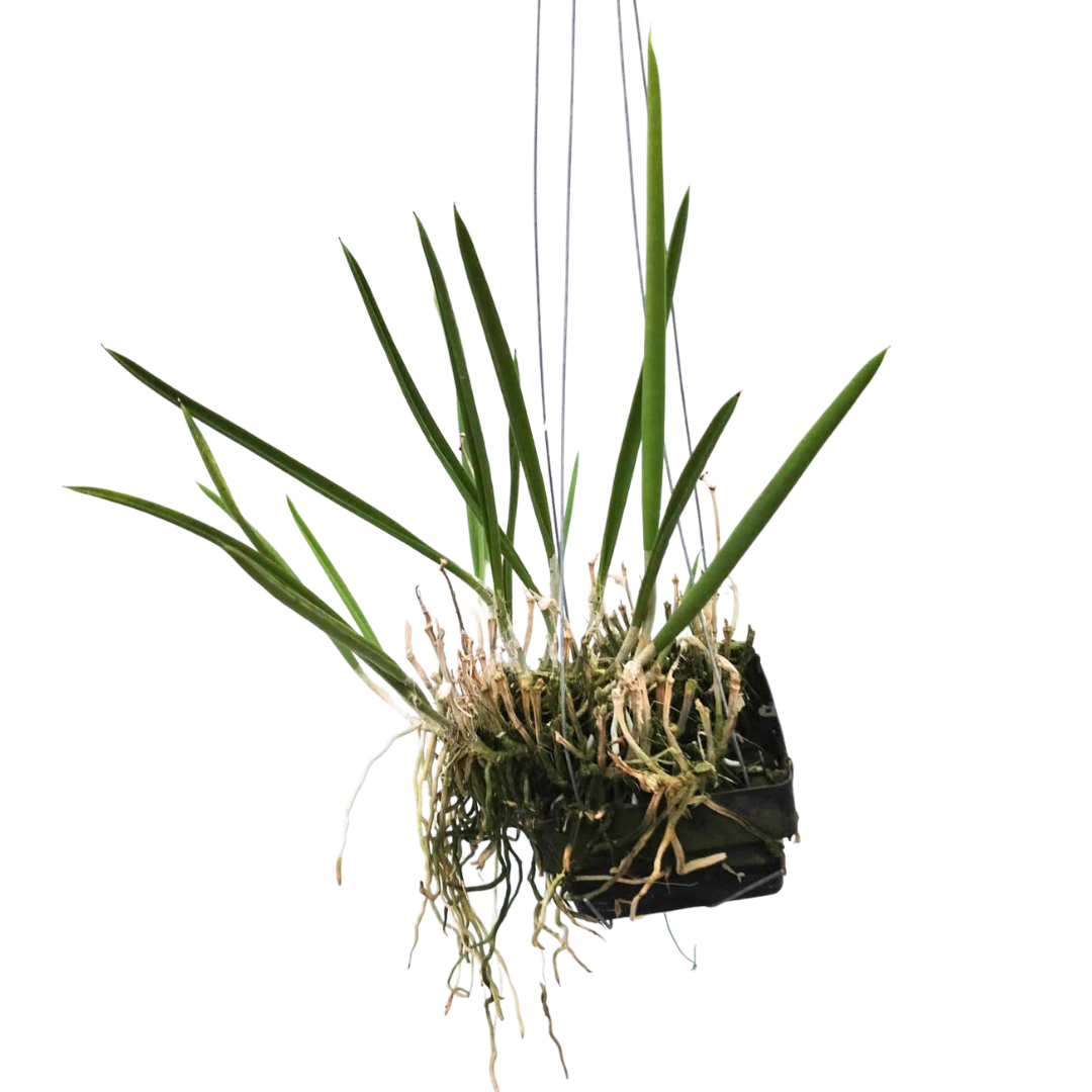 Healthy Brassavola Nodosa species orchid plant with tubular terete leaves, strong aerial roots, mounted orchid growth habit, and fragrant tropical blooms suitable for orchid houses, balcony orchid gardens, greenhouse collections, hanging orchid displays, and exotic species orchid collectors in India. Easy growing fragrant orchid known for repeated blooming and nighttime perfume