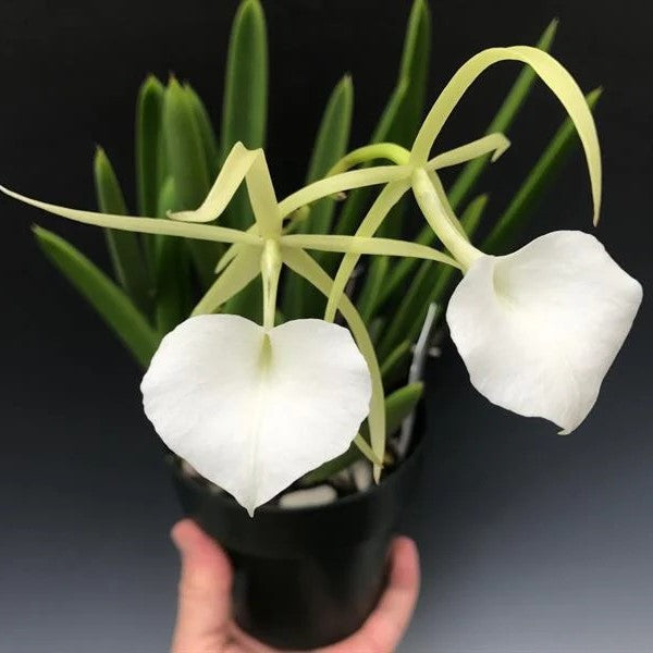Healthy Brassavola Nodosa species orchid plant with tubular terete leaves, strong aerial roots, mounted orchid growth habit, and fragrant tropical blooms suitable for orchid houses, balcony orchid gardens, greenhouse collections, hanging orchid displays, and exotic species orchid collectors in India. Easy growing fragrant orchid known for repeated blooming and nighttime perfume.