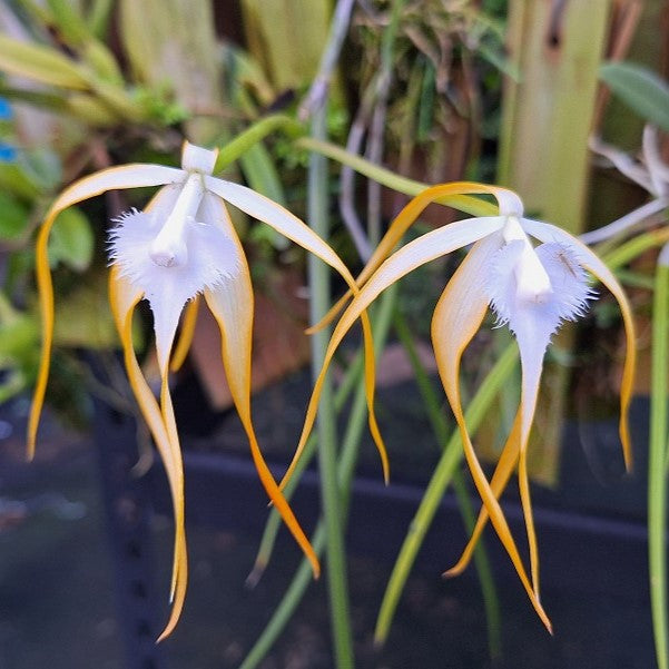 Brassavola appendiculata orchid flower with elegant star shaped creamy white blooms, slender petals, and exotic fragrant tropical orchid beauty ideal for Orchid Plants Online India, rare species orchid collections, and premium indoor orchid displays across India.