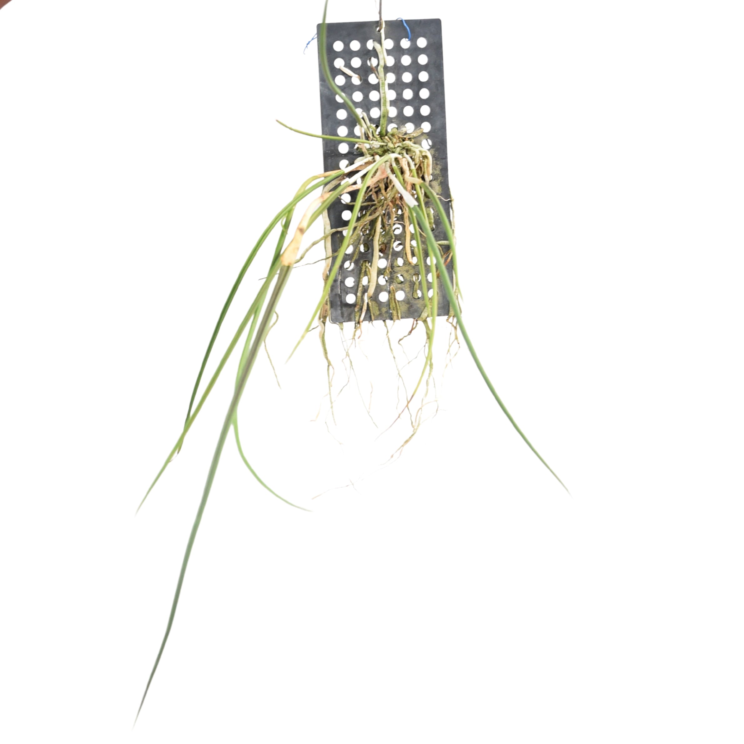 Healthy Brassavola Cucullata orchid plant with slender cylindrical leaves, mounted epiphytic growth habit, aerial roots, and exotic tropical species orchid appearance suitable for hanging orchid displays, rare orchid collections, botanical orchid setups, and premium orchid enthusiasts in India. Rare fragrant Brassavola species with artistic long petaled flowers and vigorous tropical growth.