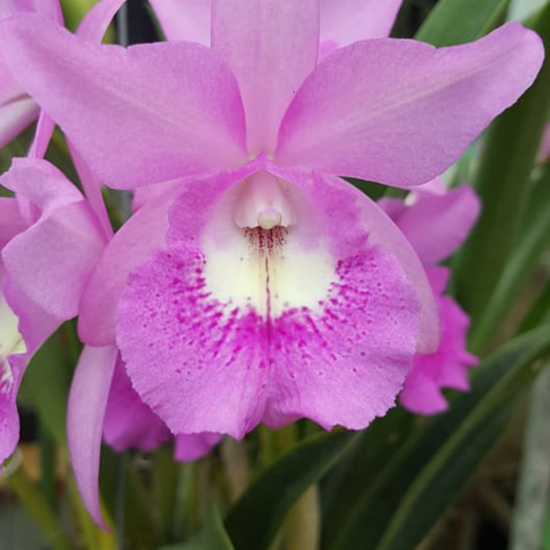 Brassocatanthe Little Mermaid orchid flower with soft candy pink petals, creamy white throat and darker pink lip markings, elegant tropical Cattleya hybrid bloom, flowering orchid plant India