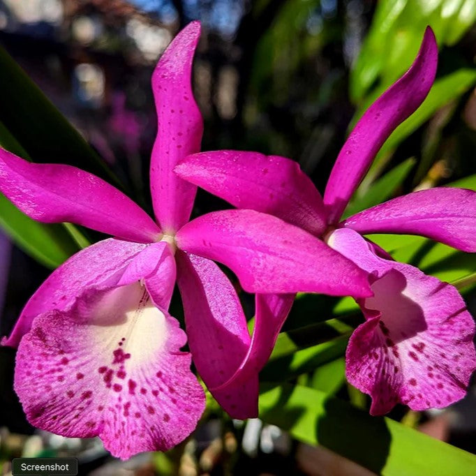 Brassocatanthe Taiwan Mermaid