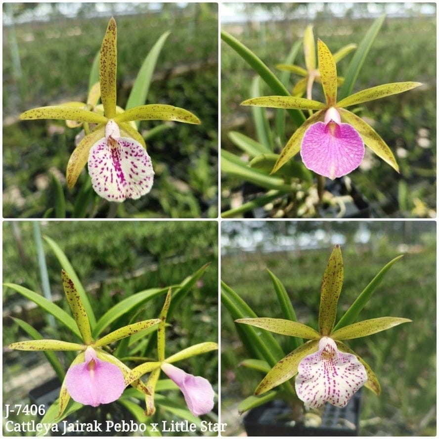 Brassocattleya Jairak Little Star orchid flower with olive green star shaped petals, maroon speckled markings, soft pink lips, and exotic tropical orchid beauty ideal for Orchid Plants Online India, rare orchid collections, and premium flowering orchid displays across India.