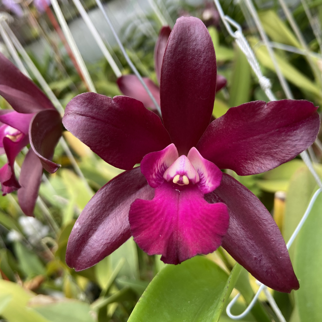 Brassolaeliocattleya Amorn Impression beautiful and rare orchid flower with rich reddish brown petals and contrasting pink magenta ruffled lip, exotic Cattleya bloom, tropical flowering orchid plant India