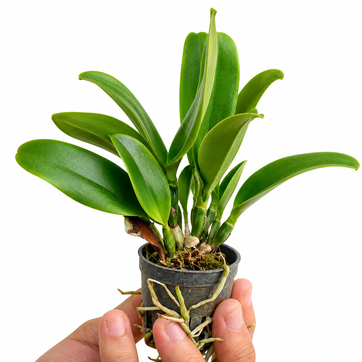 Healthy Brassolaeliocattleya California Girl 'Orchilabrary' orchid plant with robust green foliage and strong roots, available online in India with doorstep delivery.
