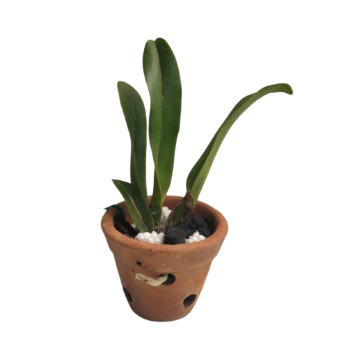 Brassolaeliocattleya Chia Tzy Lass Hosai