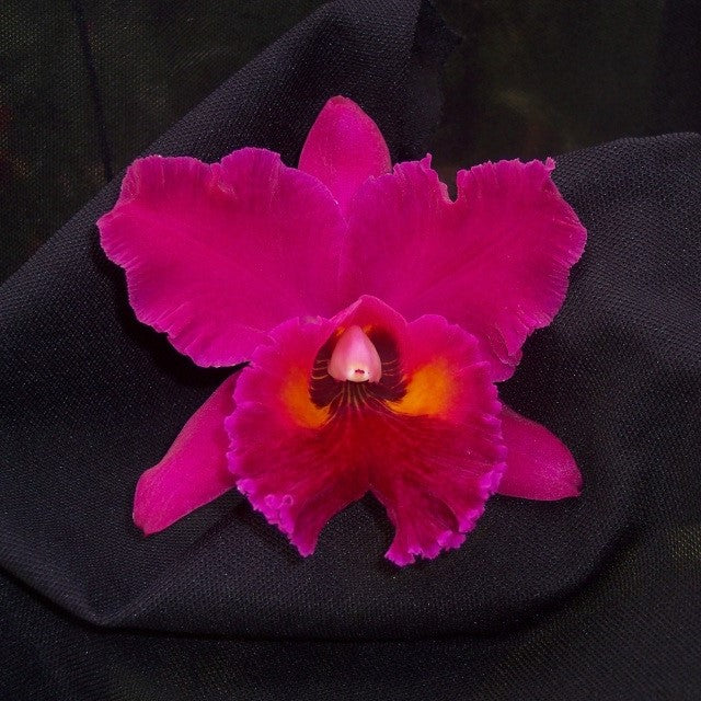 Brassolaeliocattleya Edisto Newberry orchid flower with deep cerise pink magenta petals, ruffled lip and yellow orange throat, large exotic Cattleya bloom, flowering orchid plant India
