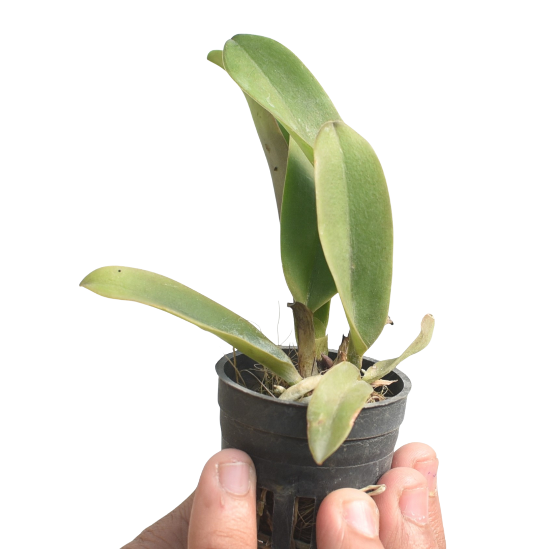 Brassolaeliocattleya Edisto Newberry orchid plant with healthy green leaves, in a pot, vibrant blooming Cattleya hybrid suitable for Indian climate, beginner friendly indoor orchid plant for home decor and balcony garden
