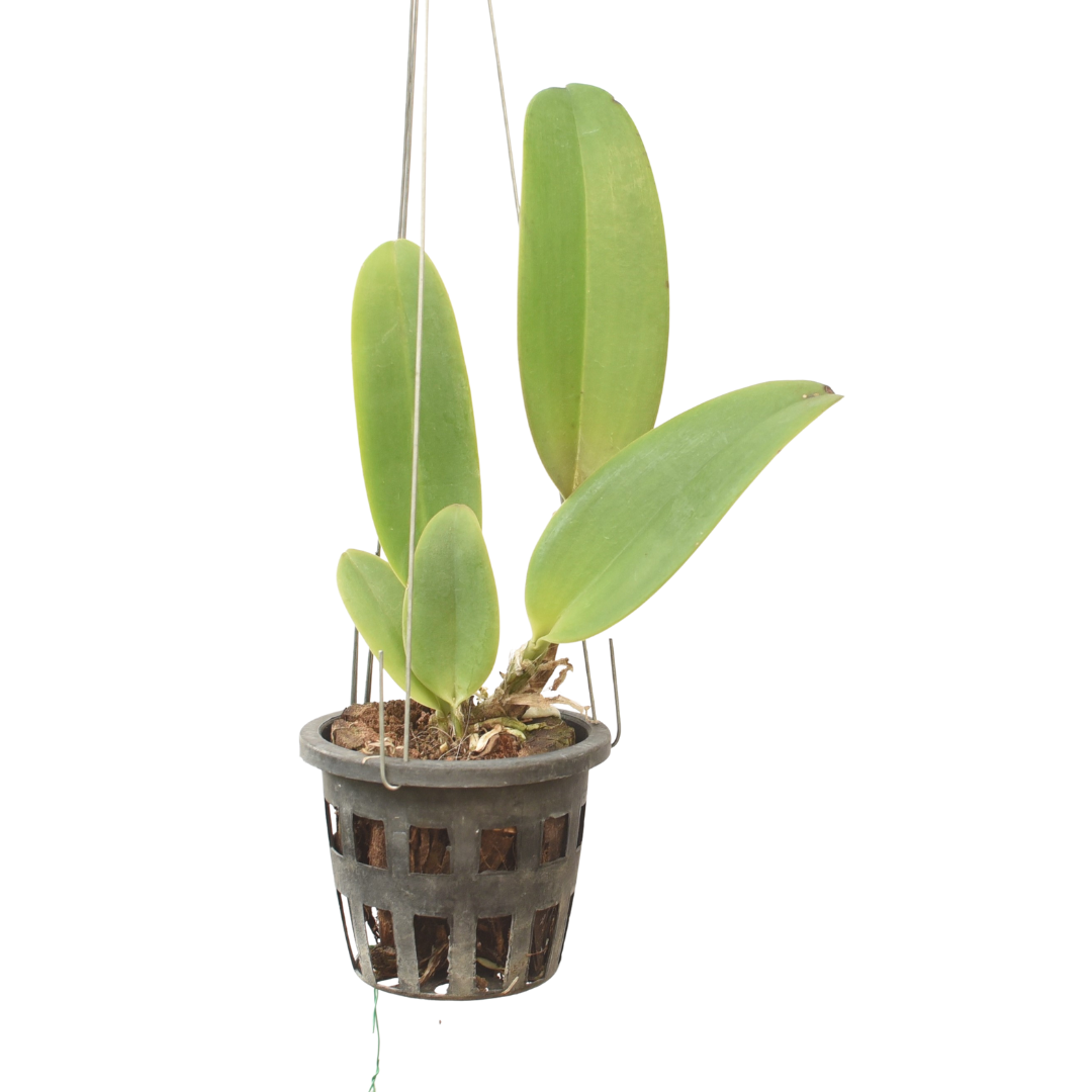 Blc Edisto Newberry live orchid plant with healthy green leaves and healthy pseudobulbs growing in pot, exotic indoor orchid plant suitable for Indian climate and beginner orchid growers