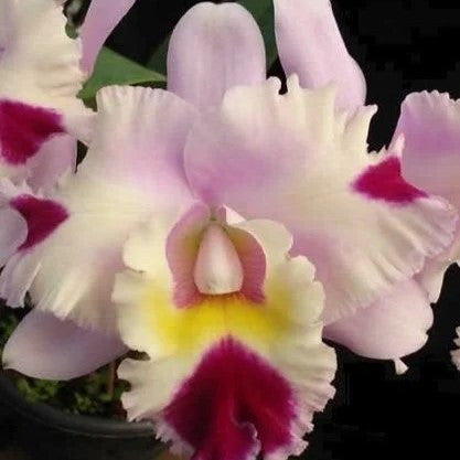 Brassolaeliocattleya Goldenzelle Egg Nog