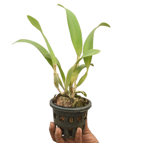 Brassolaeliocattleya Goldenzelle Egg Nog