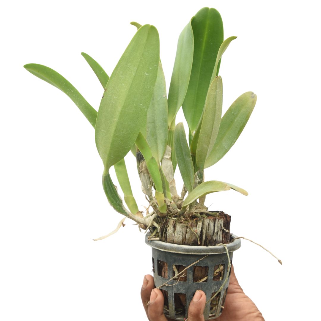 Brassolaeliocattleya João Antonio Nicole Velvet Cattleya orchid plant with healthy green foliage