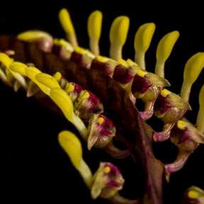 Bulbophyllum falcatum Orchid: Unique and Fragrant Blooms