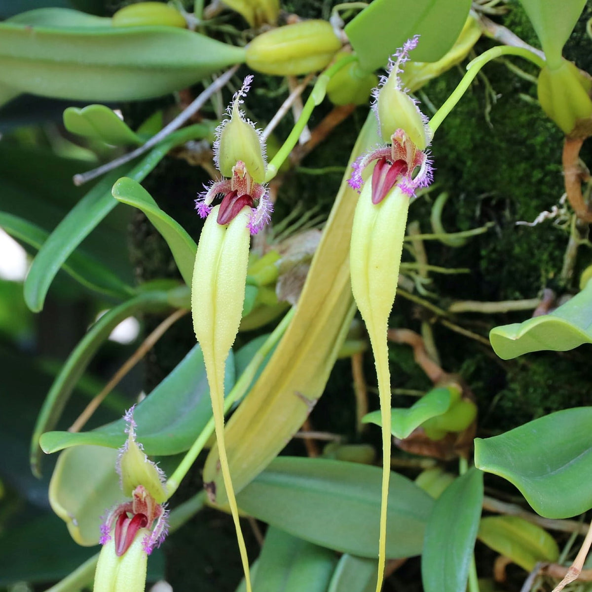 Vibrant Bulbophyllum Fascinator var. Semi-seed Orchid in Full Bloom