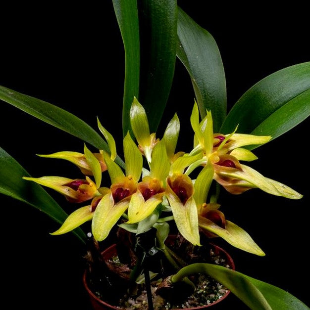 Bulbophyllum graveolens orchid flower with waxy yellow green star shaped blooms, deep maroon throats, and exotic tropical orchid beauty ideal for orchids online India, rare species orchid collections, and premium flowering orchid displays.