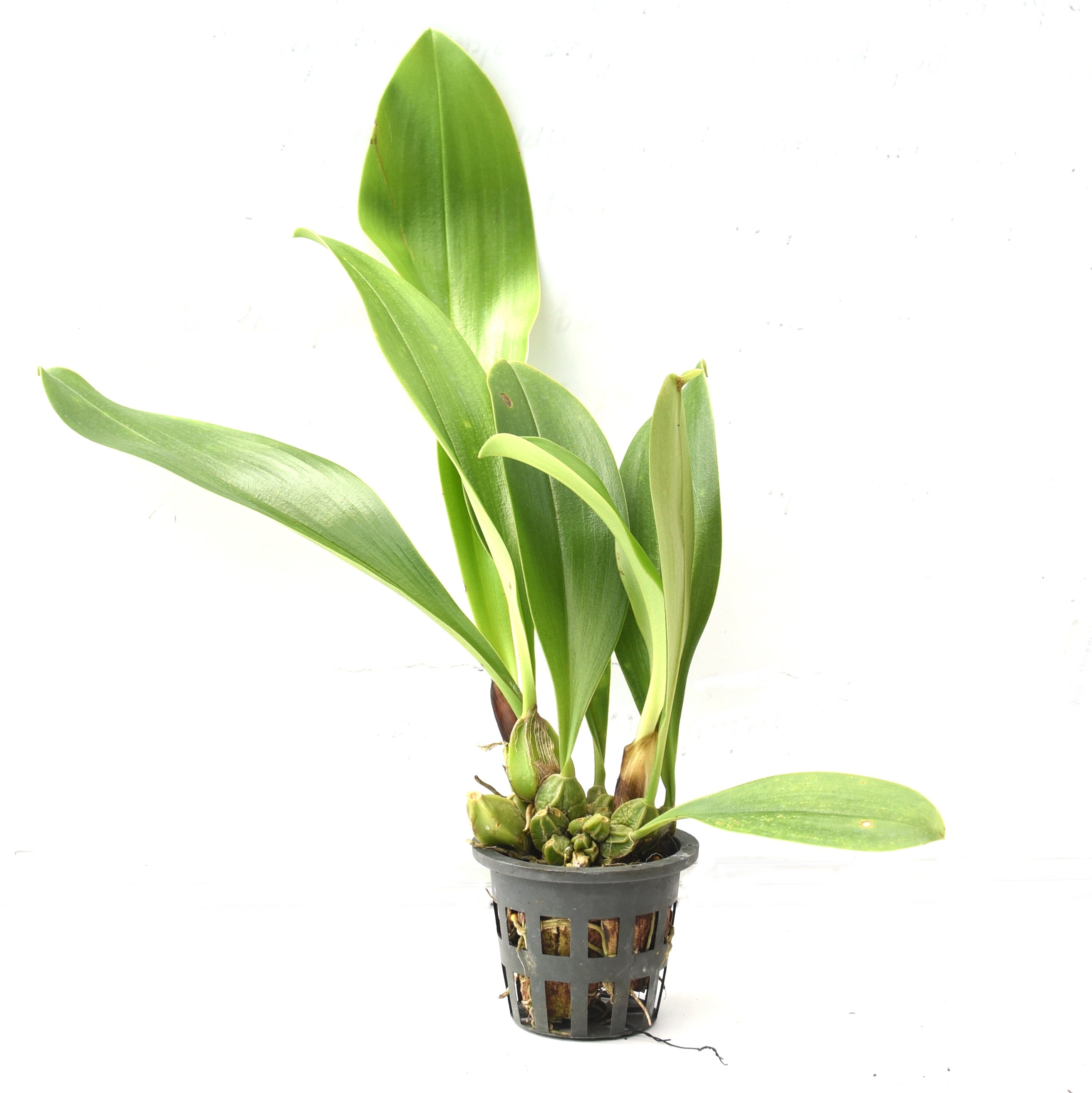 Bulbophyllum graveolens orchid plant with compact pseudobulbs, glossy green foliage, and healthy tropical growth suitable for terrarium orchid growing, greenhouse collections, shaded indoor displays, and customers looking to buy live orchid plants online in India.