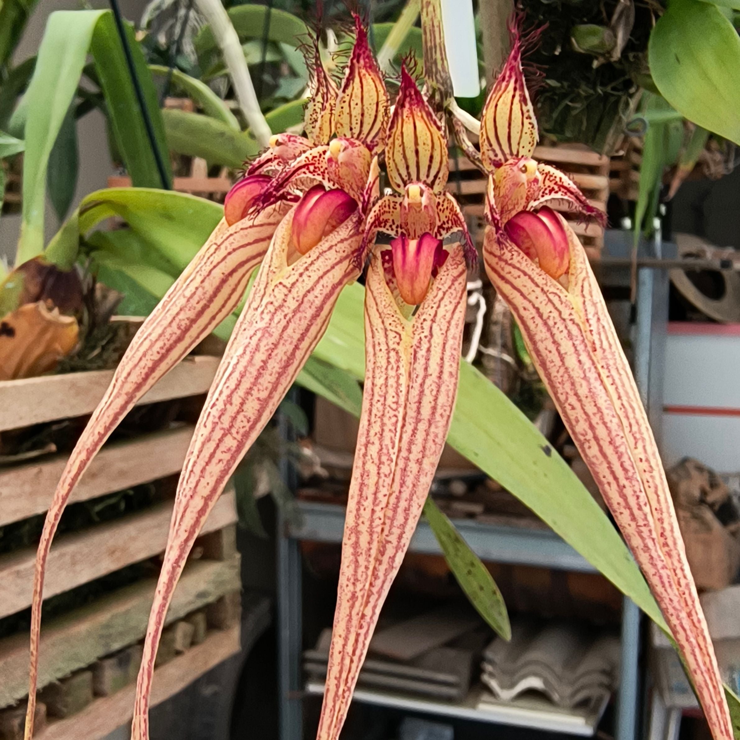 Bulbophyllum sanguineopunctatum orchid flower with intricate spotted blooms, unusual exotic floral structure, and rare species orchid beauty ideal for exotic orchids online India, collector orchids, rare orchid species, and premium orchid collections.