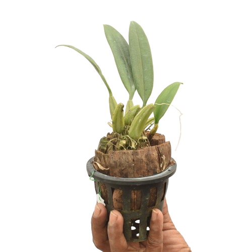 Bulbophyllum sanguineopunctatum orchid plant with compact pseudobulbs, healthy foliage, and vigorous growth suitable for mounted orchid displays, greenhouse collections, exotic orchid species collections, and customers searching for rare live orchid plants online in India.
