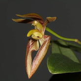 Fragrant Bulbophyllum lasiochilum Orchid - Delightful Orchid Blossom with Captivating Aroma