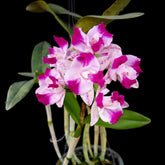 A Stunning Blossom in Vivid Shades of Purple and White, Perfect for Orchid Enthusiasts and Garden Lovers.