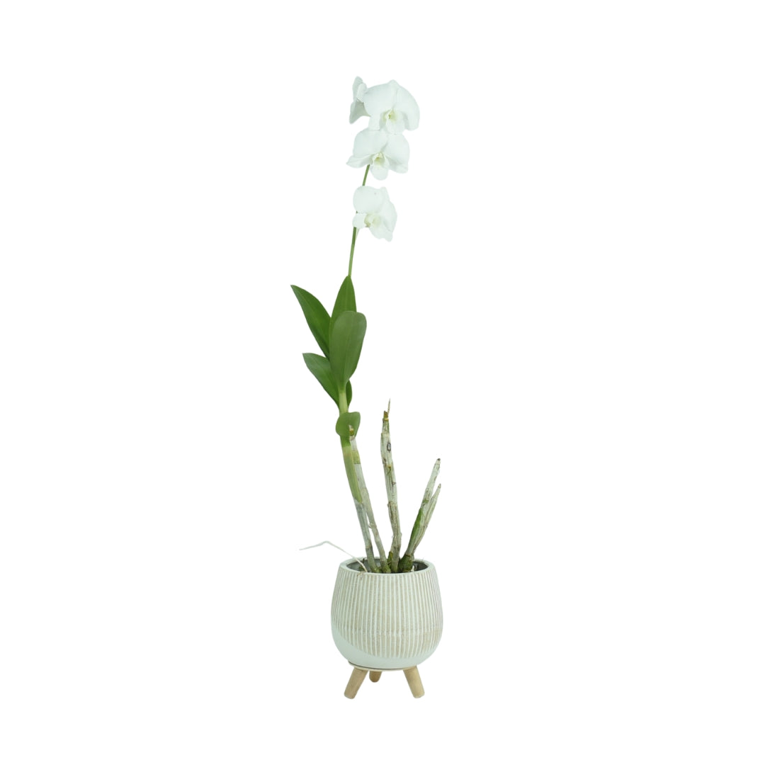Dendrobium Airy Snow