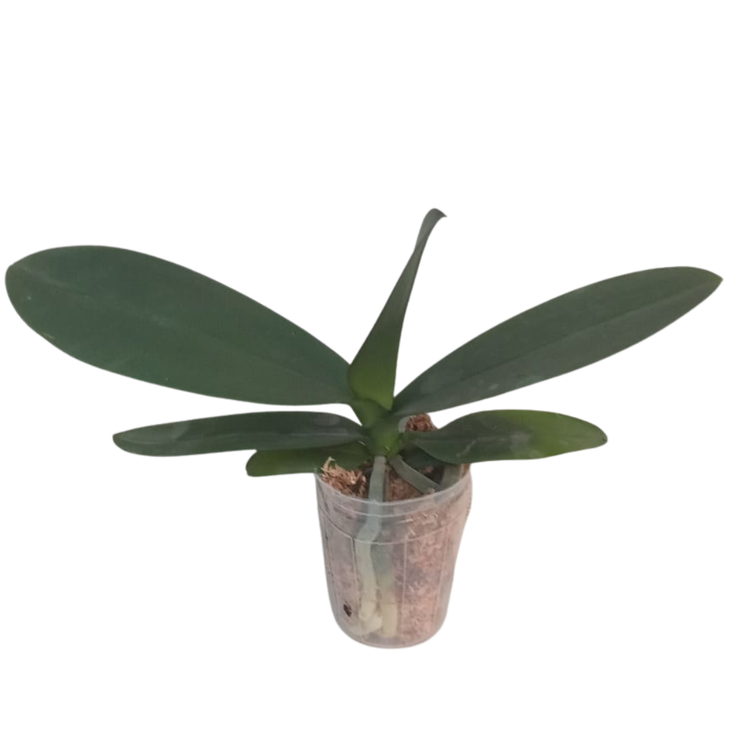 Phalaenopsis Pink Alani Orchid with lovely pink blooms on a curving spike, a healthy colourful orchid plant for gifting in India