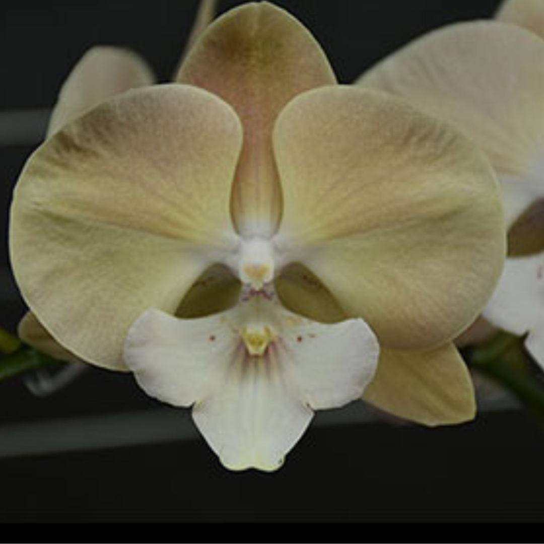 Phalaenopsis Pink Alani Orchid with lovely pink blooms on a curving spike, a healthy colourful orchid plant for gifting in India
