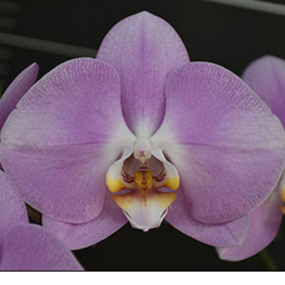 Phalaenopsis Pink Alma Orchid with lovely pink blooms on an arching spike, a healthy colourful orchid plant for gifting in India