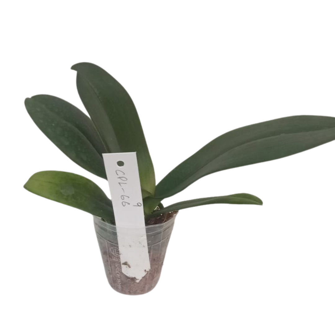 Phalaenopsis Pink Alma Orchid with lovely pink blooms on an arching spike, a healthy colourful orchid plant for gifting in India