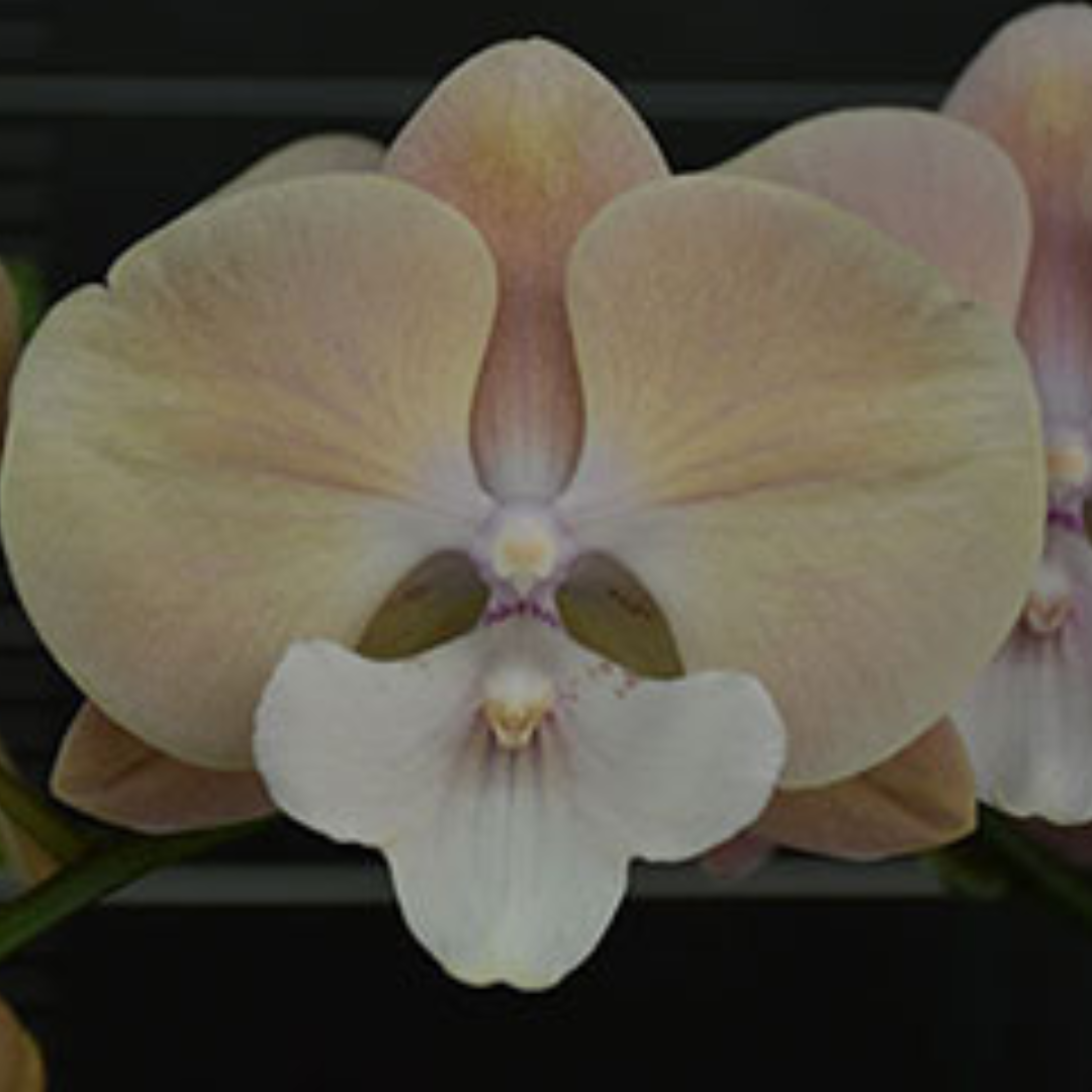 Phalaenopsis Pink Tie Orchid with elegant pink blooms on an arching spike, a healthy colourful orchid plant for gifting in India