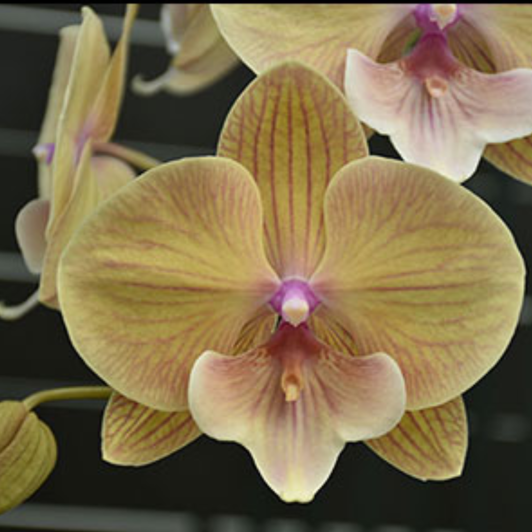 Phalaenopsis Yellow Butterfly Orchid with bright yellow blooms, a healthy colourful orchid plant for gifting in India