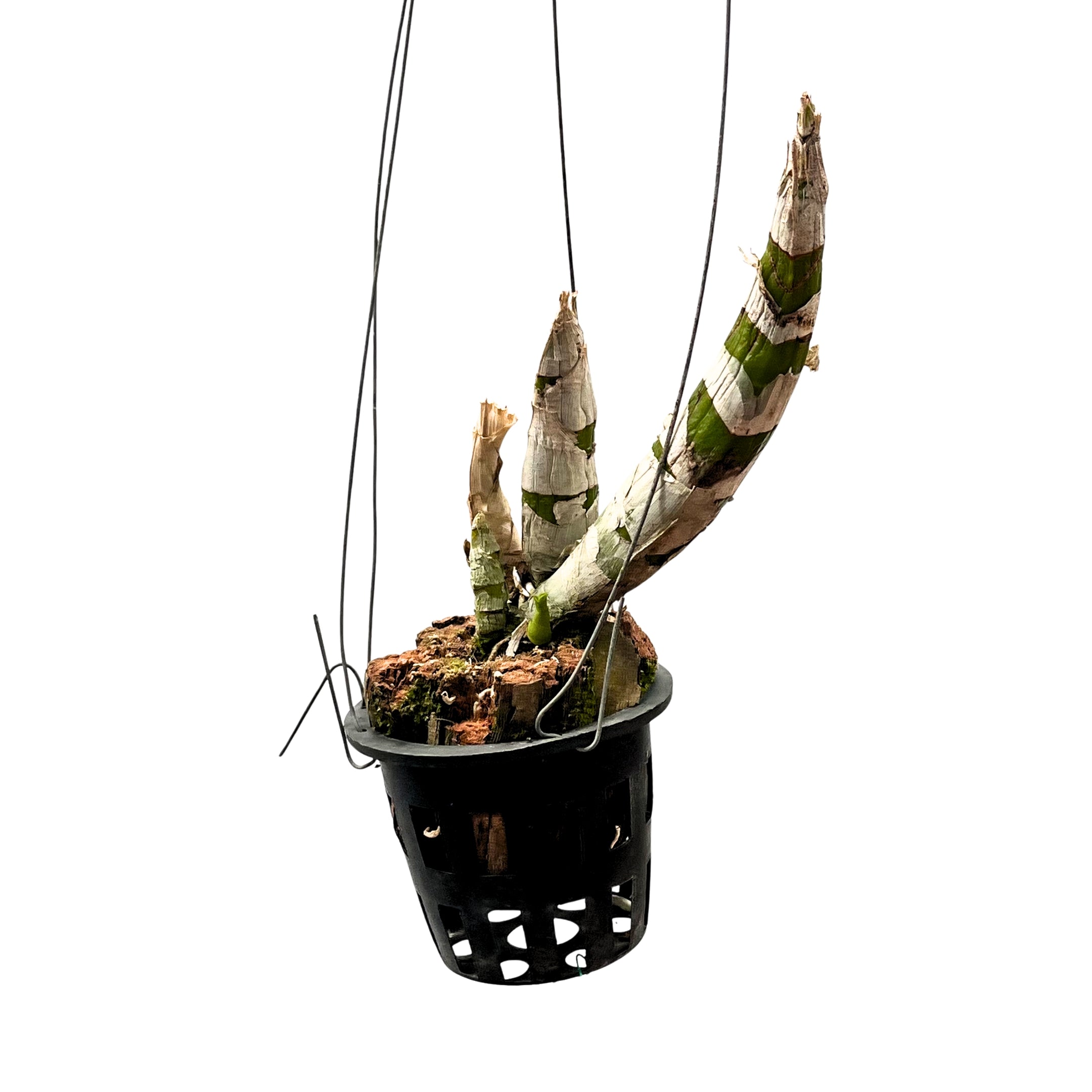 Healthy Catasetum Expansum orchid plant with mature pseudobulbs and fresh seasonal growth.