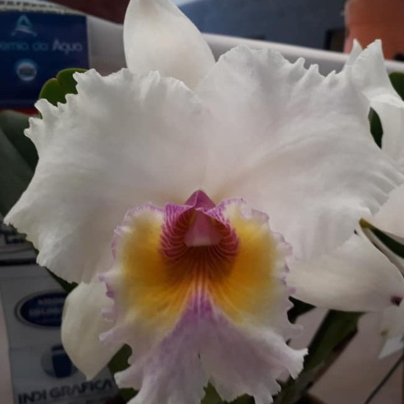 Cattleya Suzuki's Charm