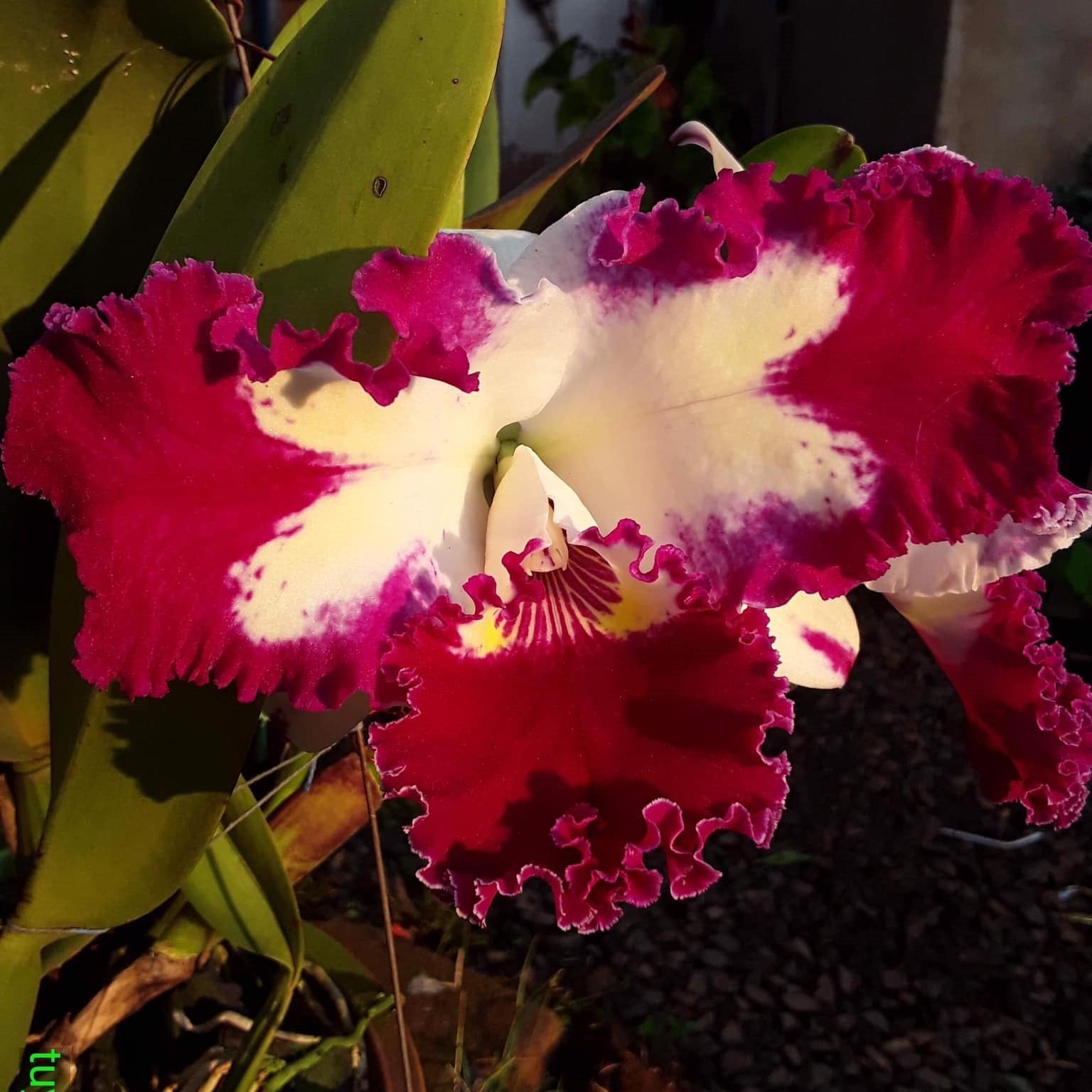 Cattleya White Spark